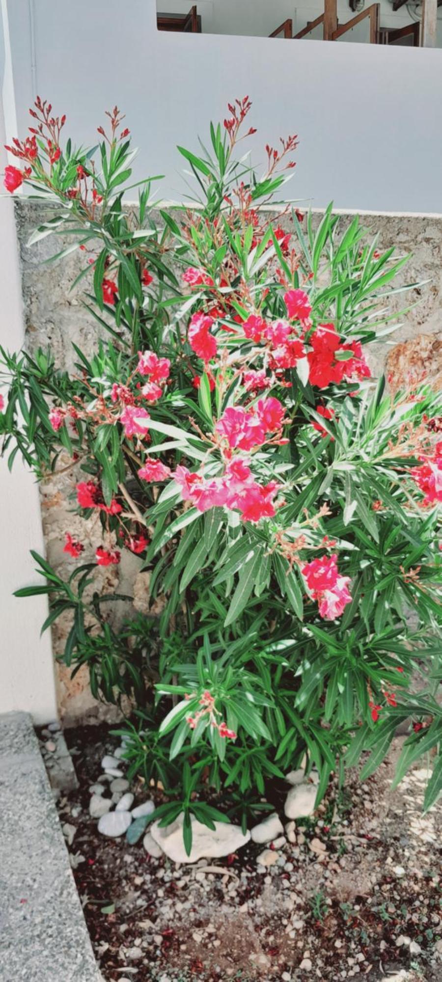 Sunblaze Studios1 Spetses Kültér fotó